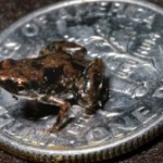 World's Smallest Frog Discovered