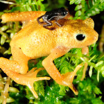 Kihansi Spray Toads: Once Extinct in the Wild, Now Reintroduced to their Native Habitat