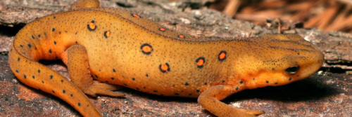Yunnan Lake Newt | Frogs Are Green