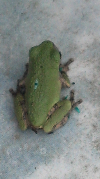 green frog in swimming pool