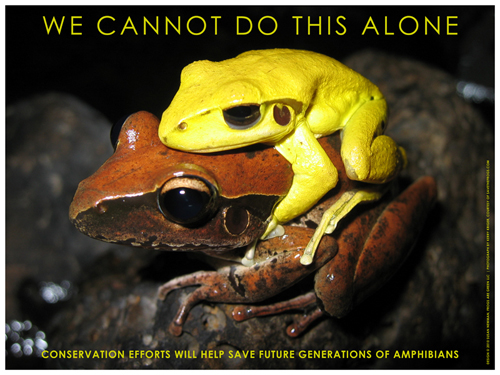 Frog conservation poster