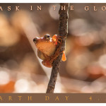 Earth Day and Save The Frogs Day 2014