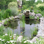 The Perfect Pond for You and the Environment