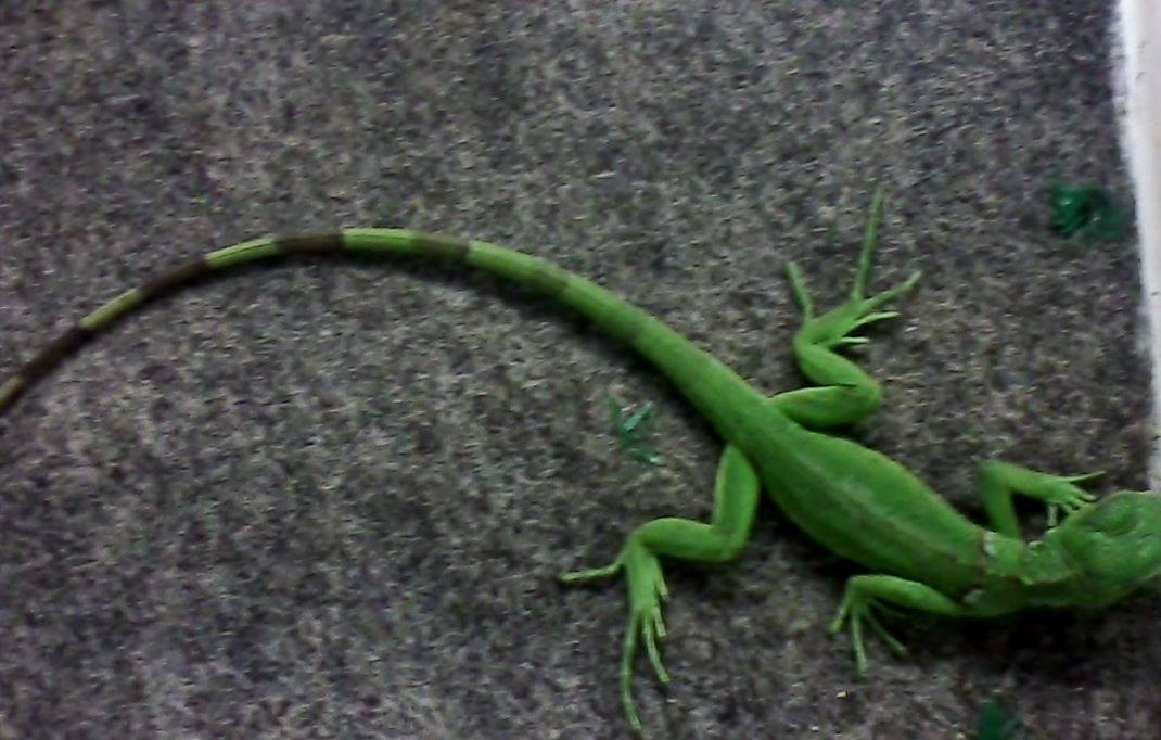 Baby Iguana rescued by Herps Alive