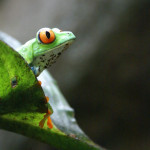 Winners of the 2014 Backyard Frogs Photography Contest