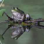 Winners of the 2014 Frogs in the Wild Photography Contest