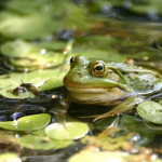 Keeping Your Pond Alive