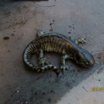 Blotched Tiger Salamanders in Oregon