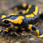 Will the Fungus Killing Salamanders Come to the US?