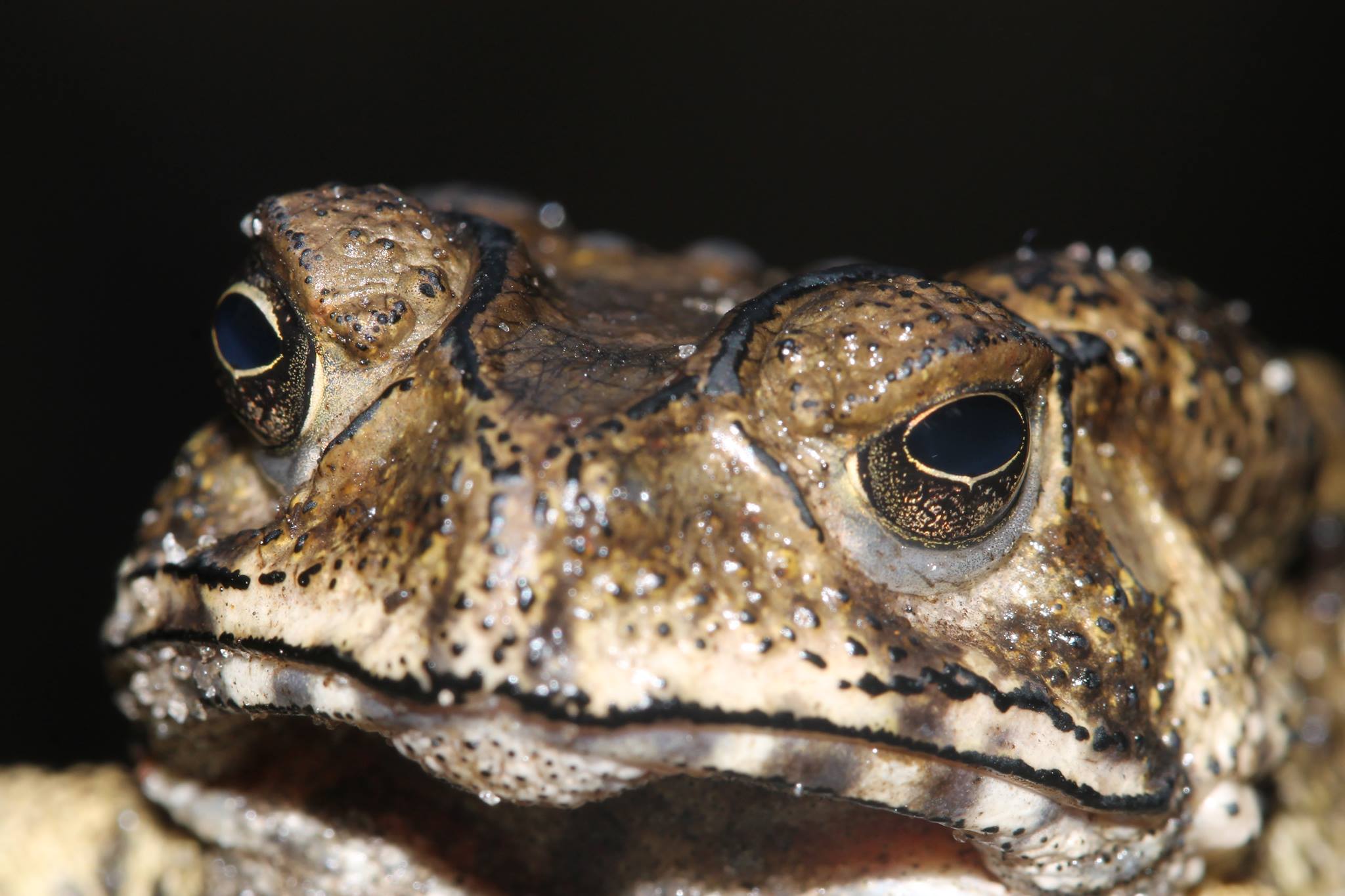 Asian Toad (Duttaphrynus melanostictus) in Madagascar by Franco Andreone, close up