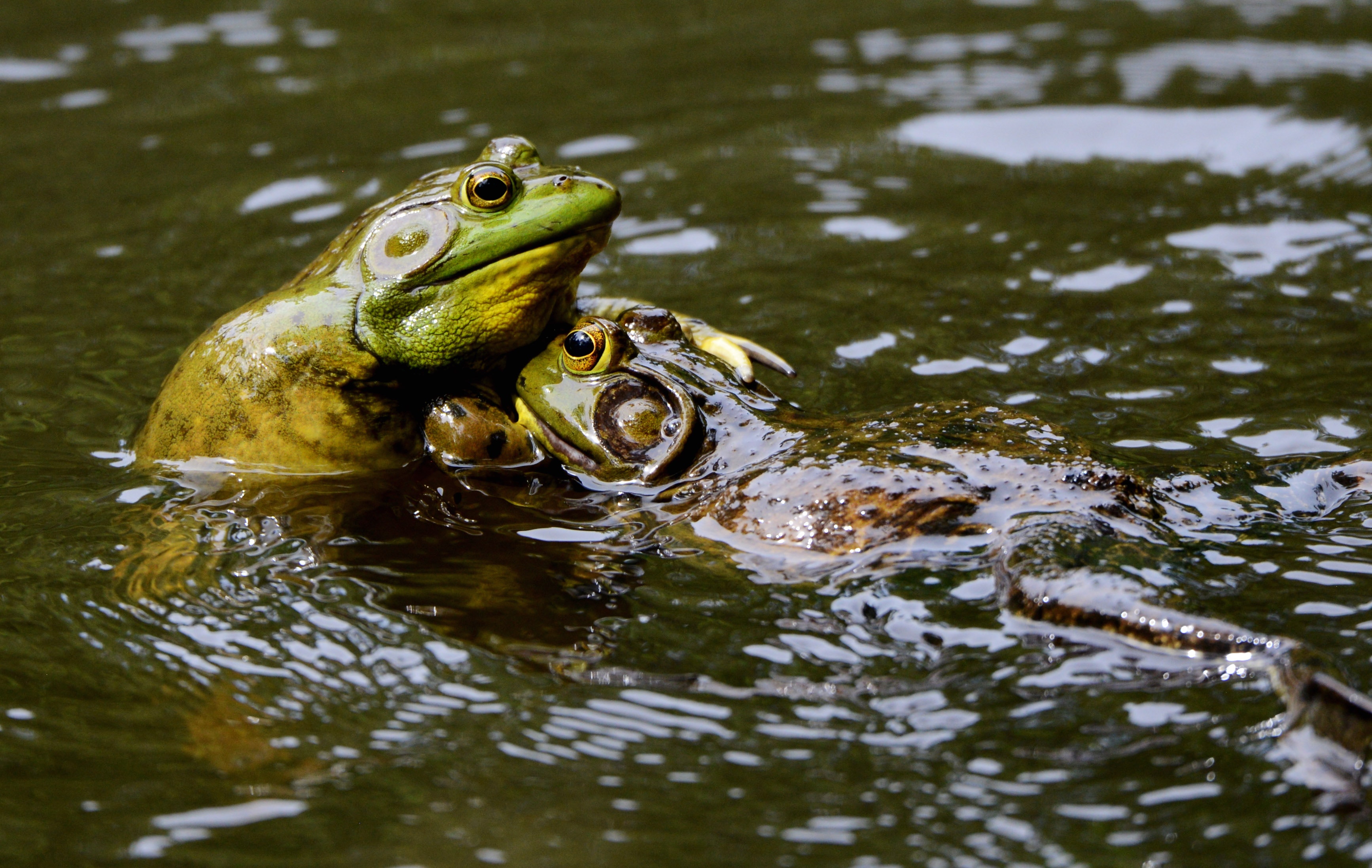 Bullfrogs - Photo by Ken Goulding on Unsplash